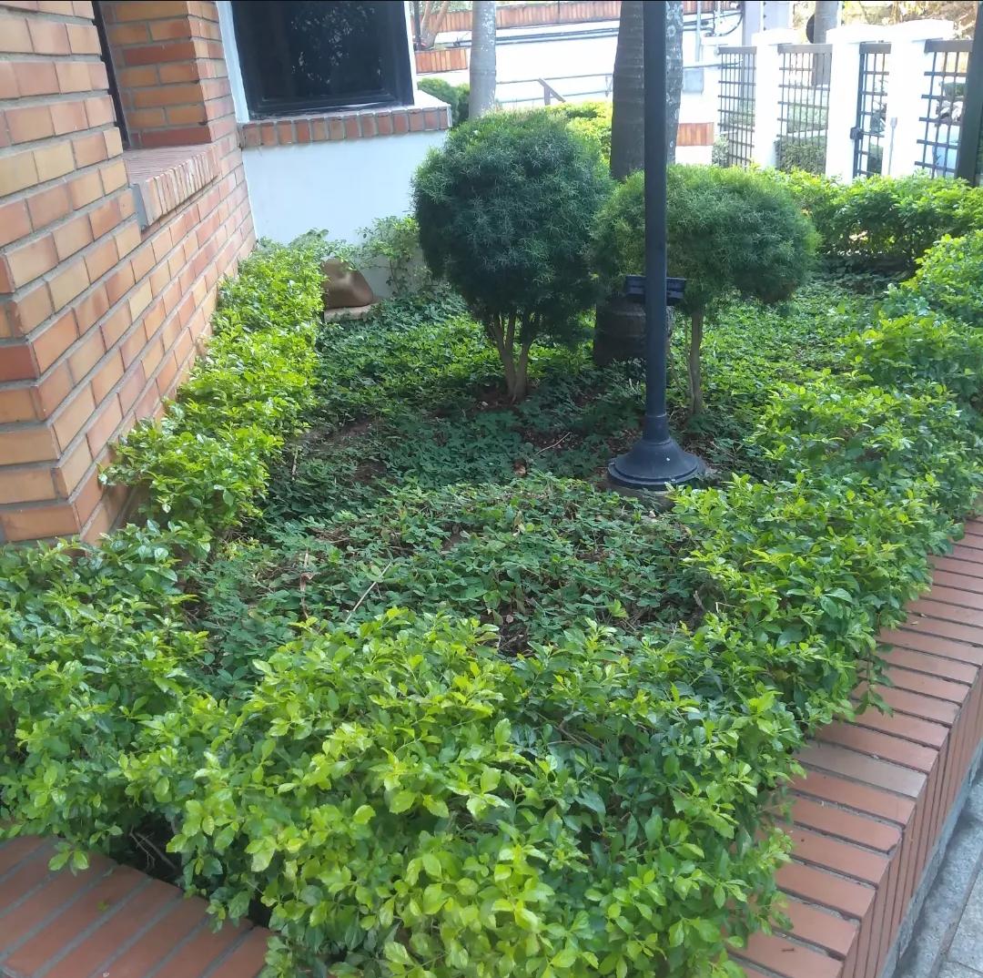 Jardim com arbustos aparados