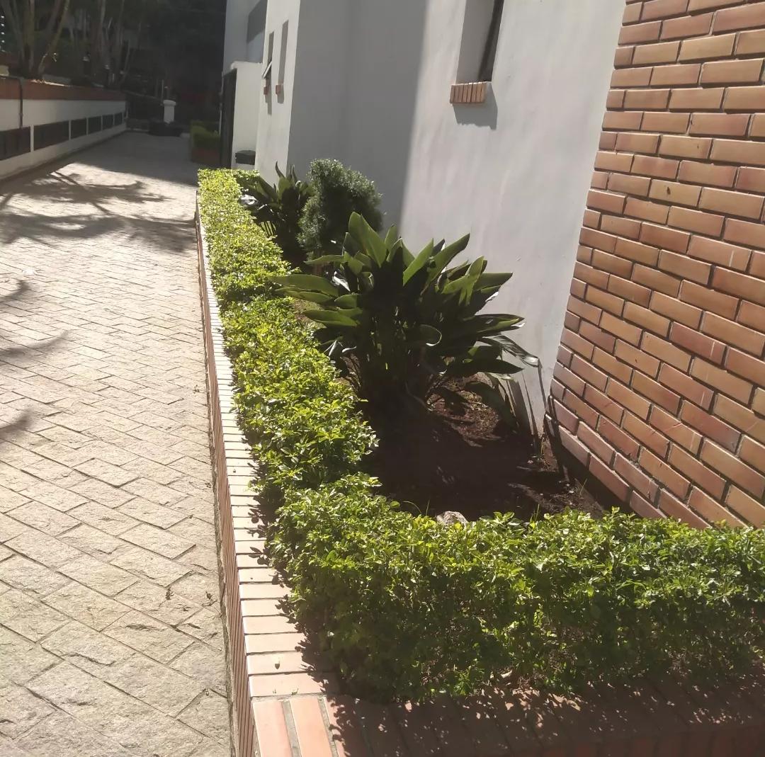 Jardim lateral com cerca viva