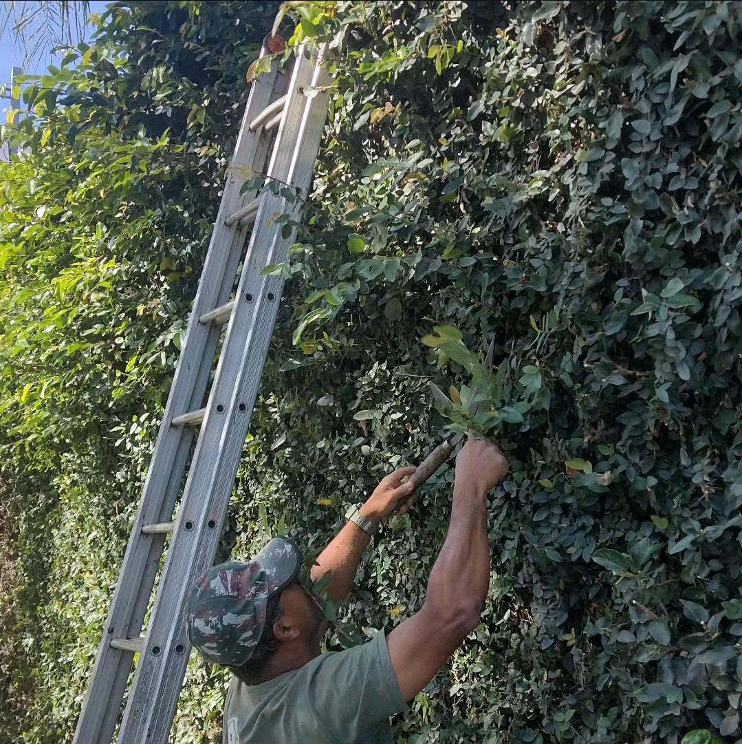 Serviço de poda e cuidado em muro verde
