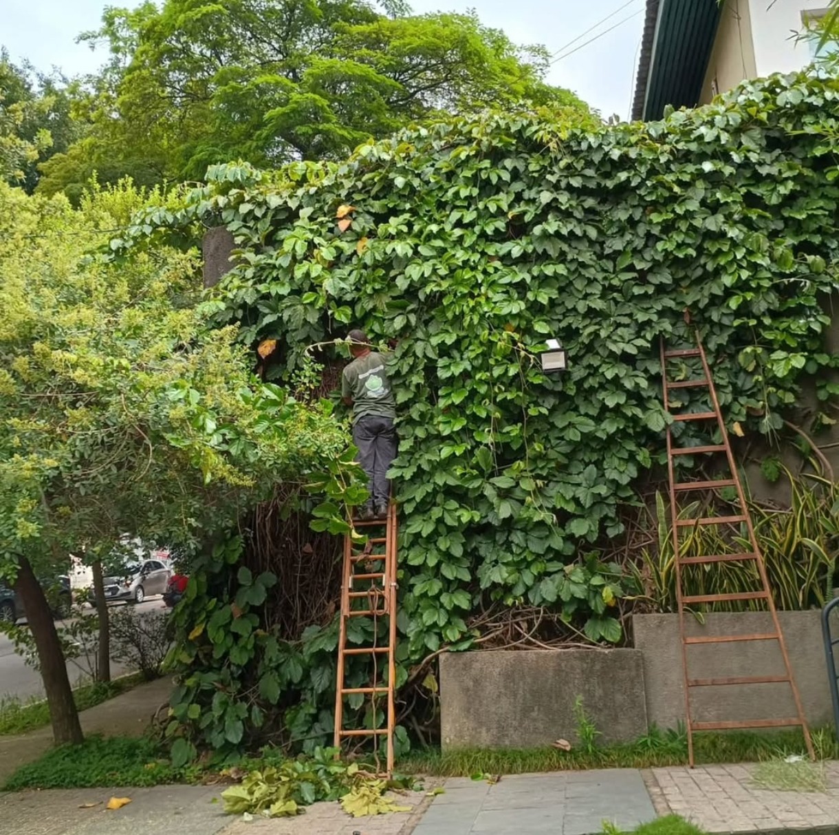 Equipe realizando poda em muro verde