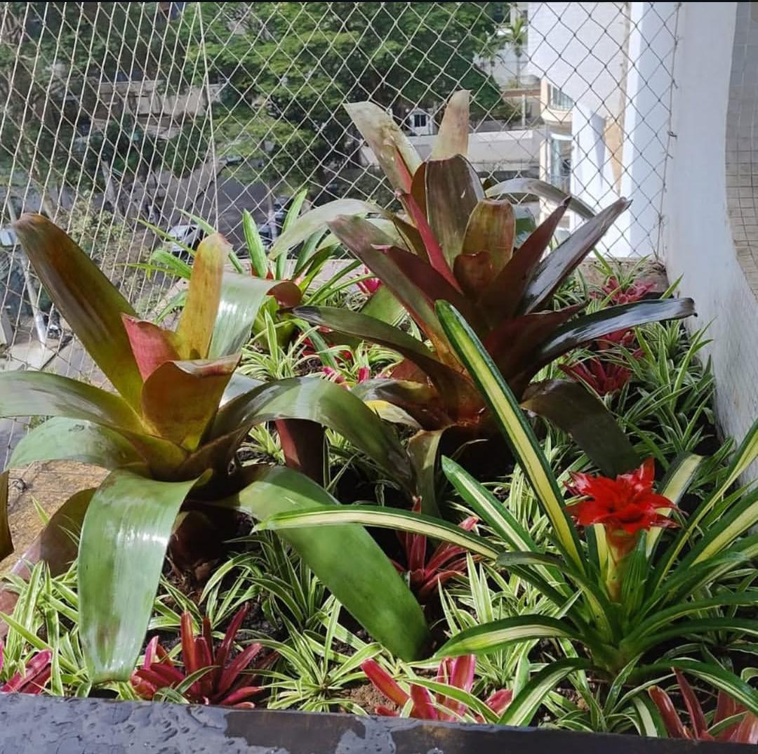 Jardim com bromélias e plantas ornamentais