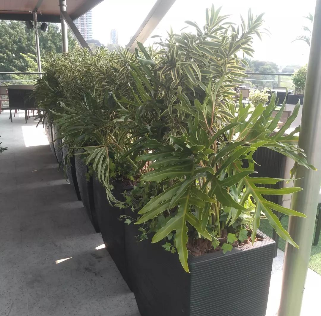 Vasos com plantas ornamentais em varanda
