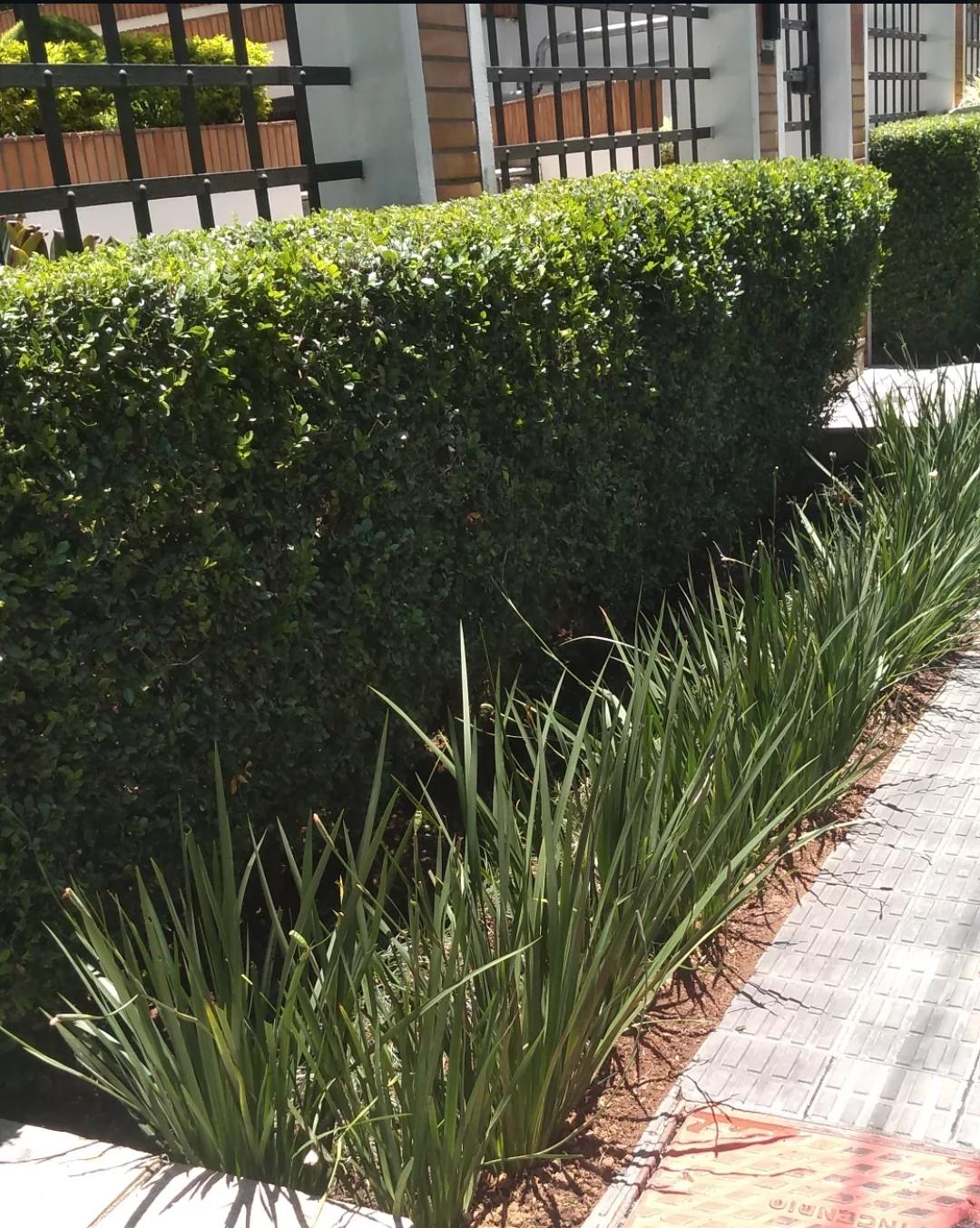 Cerca viva com plantas lineares na calçada