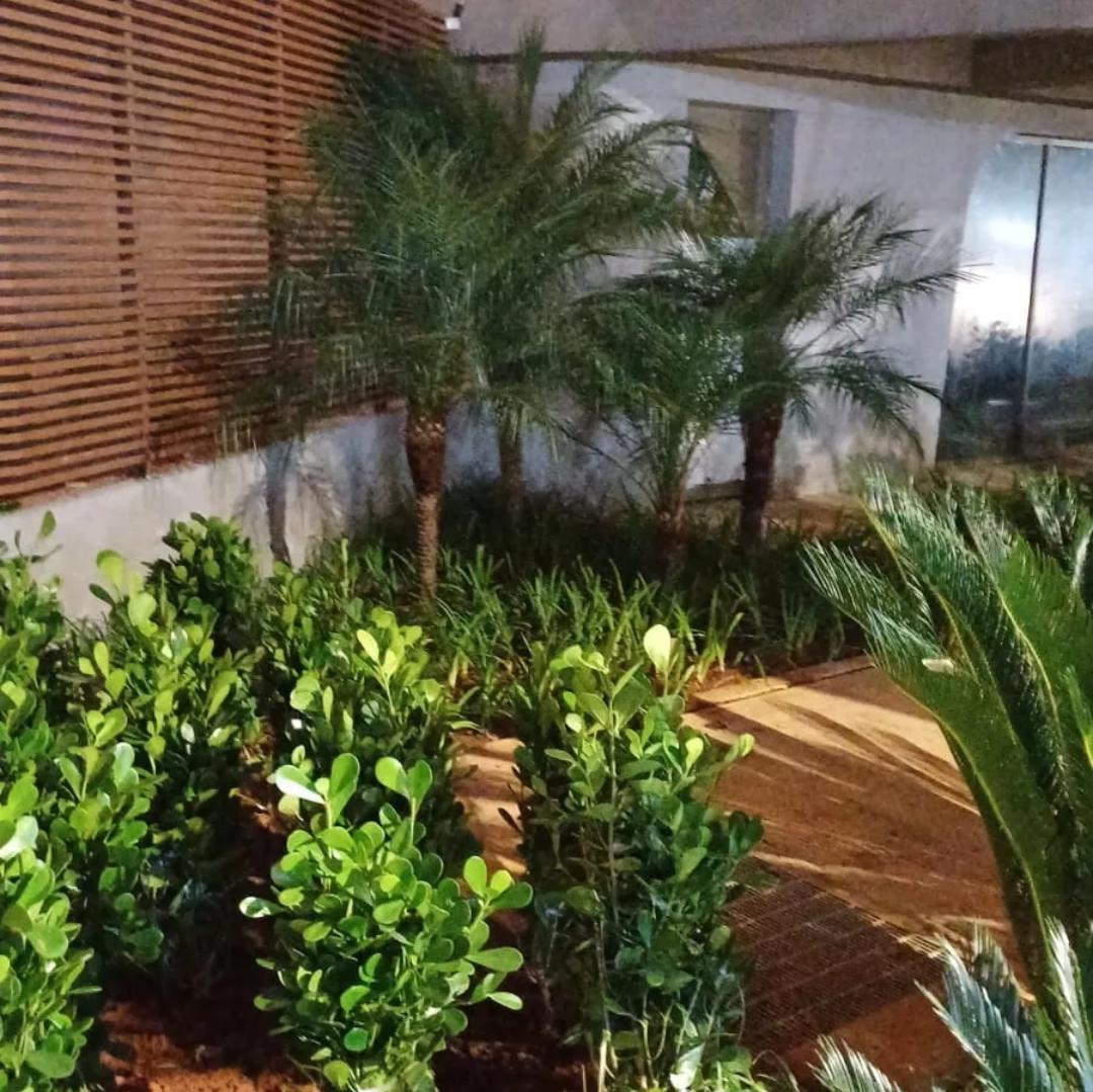 Projeto paisagístico com palmeiras e iluminação