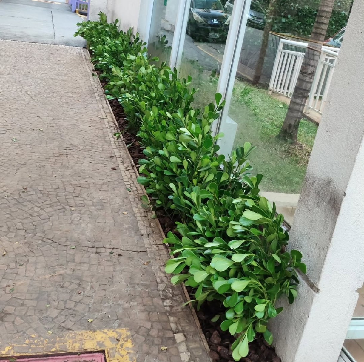 Plantio linear próximo a fachada envidraçada