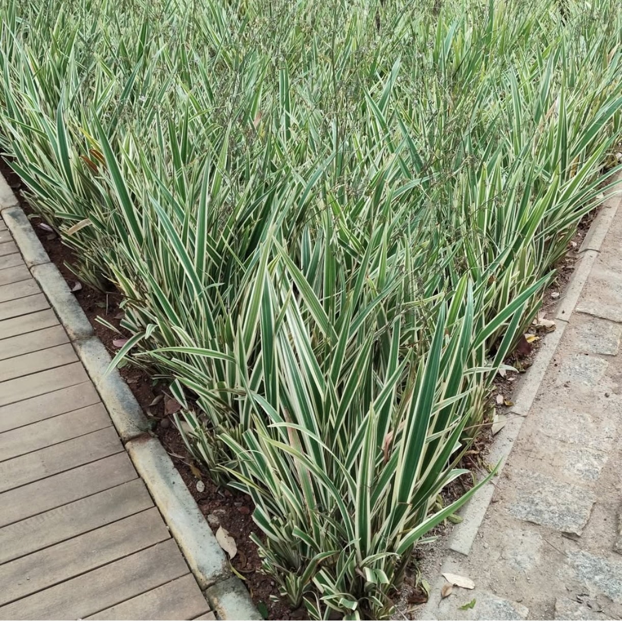 Canteiro com plantas variegadas