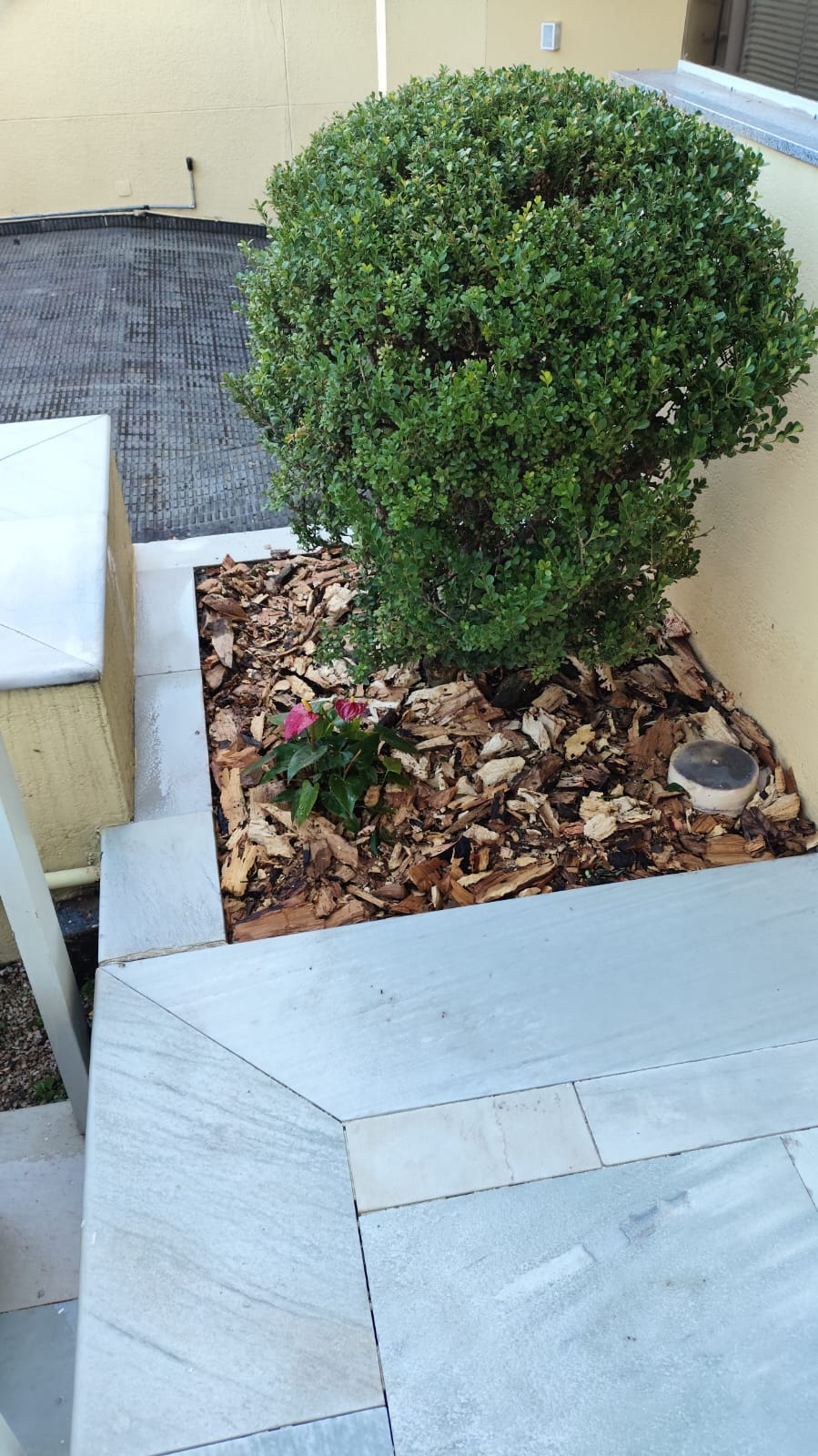 Vaso externo com arbusto ornamental e acabamento em casca de árvore