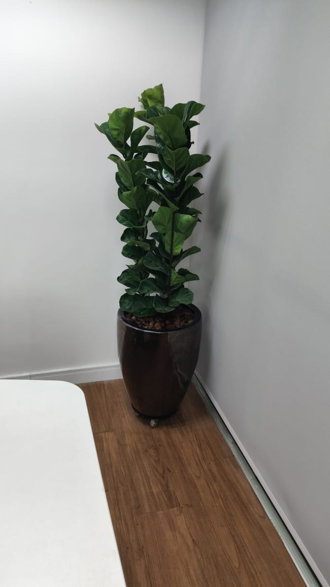 Vaso com planta ornamental em sala de escritório