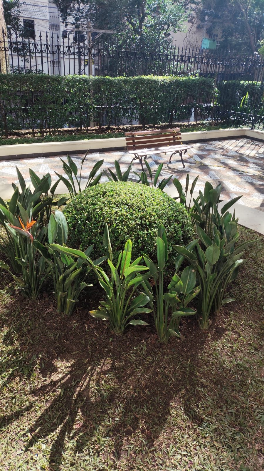 Canteiro ornamental com folhagens e arbusto central
