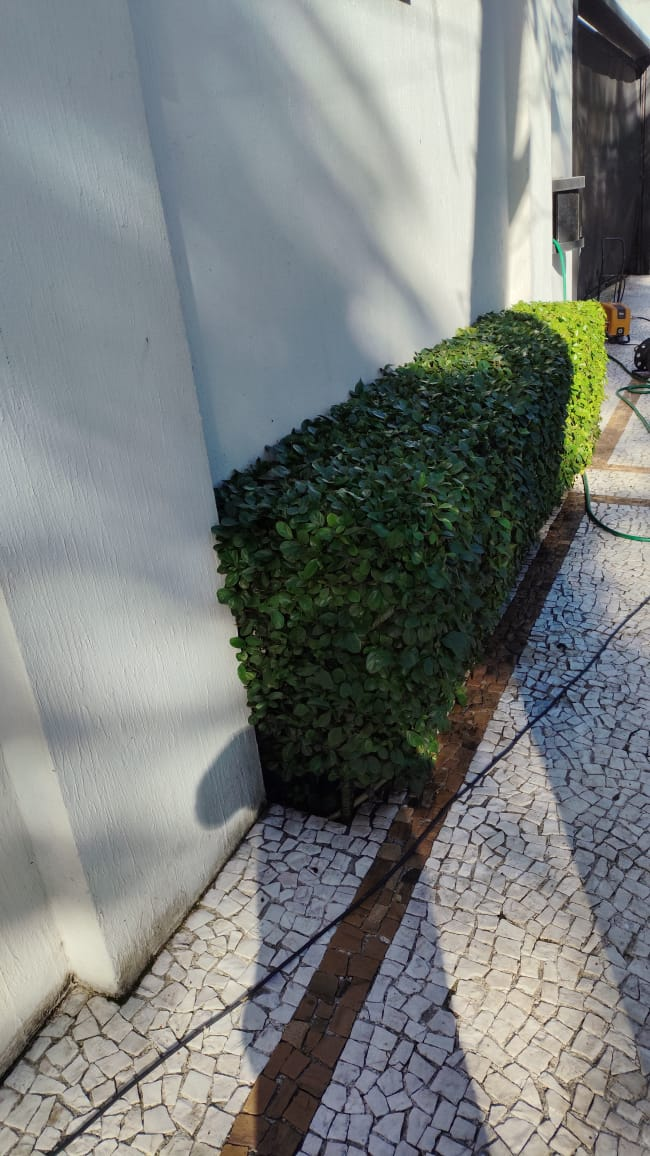 Cerca-viva baixa aparada junto ao caminho de entrada