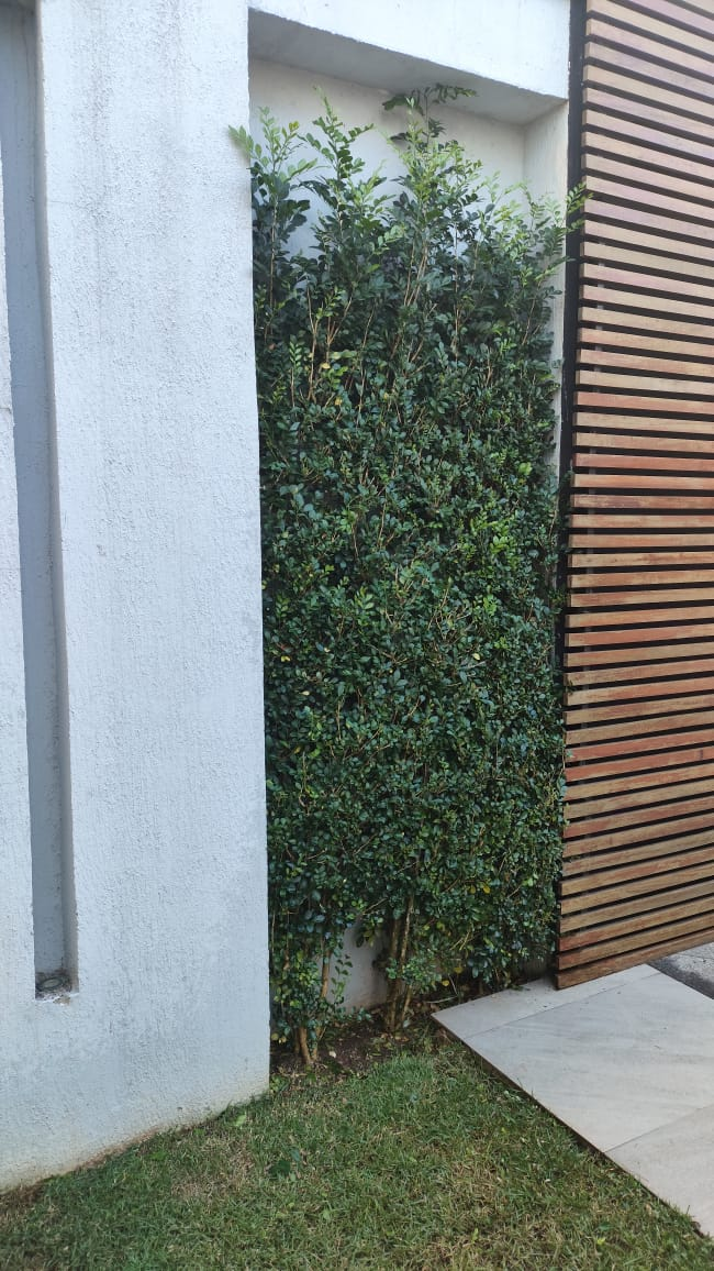 Arbusto vertical aparado ao lado de painel de madeira