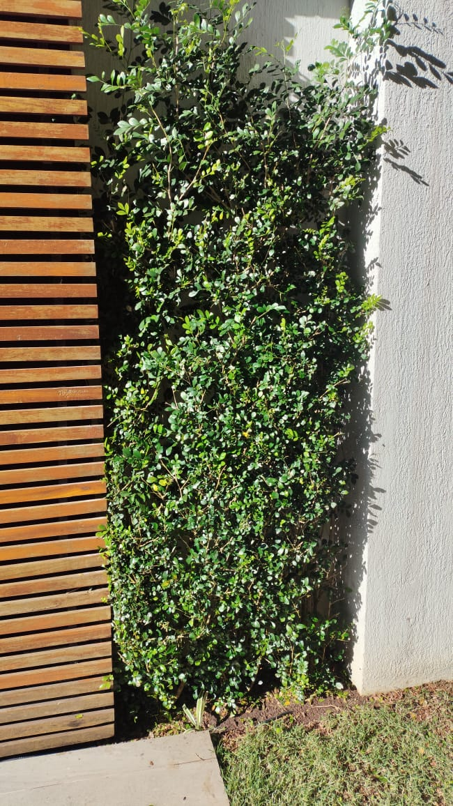 Arbusto alto com poda de formação junto a painel de madeira