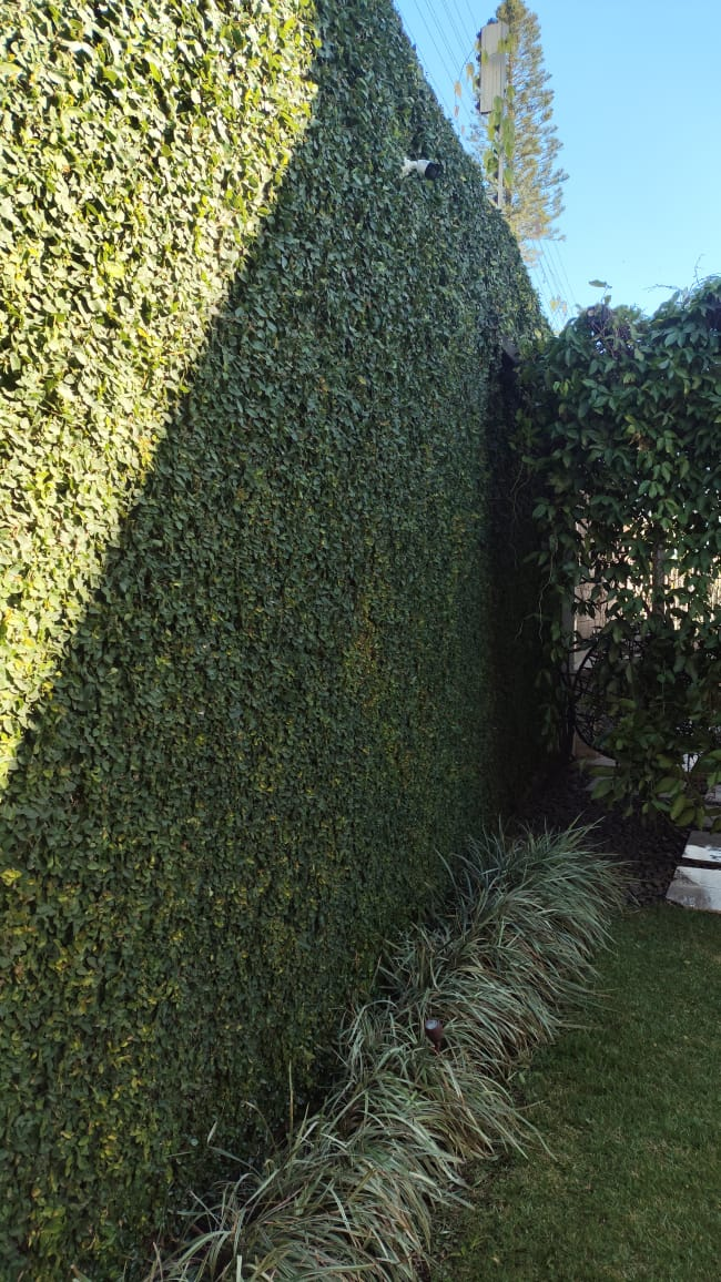 Cerca-viva alta com bordadura e gramado em jardim residencial