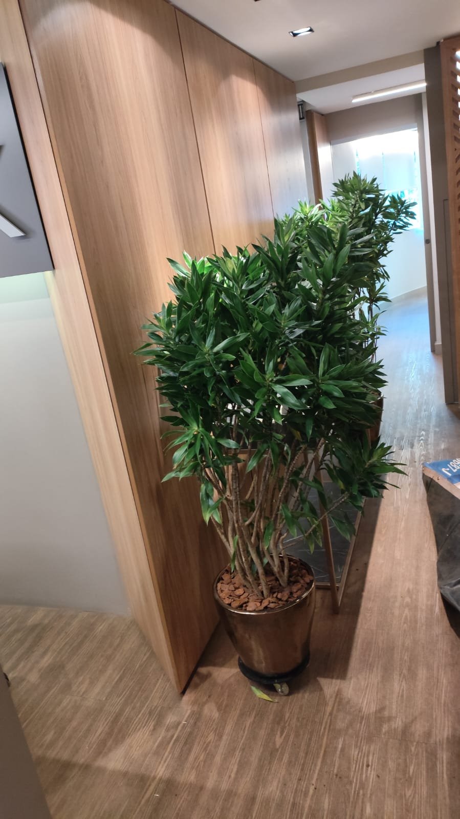 Vaso com planta ornamental em corredor corporativo com acabamento em madeira