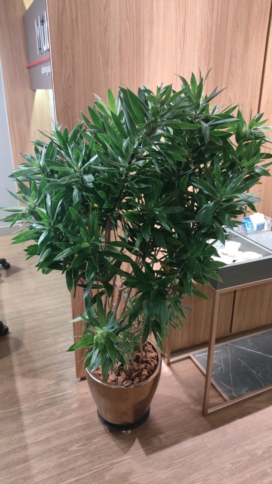 Planta em vaso decorativo para escritório e recepção