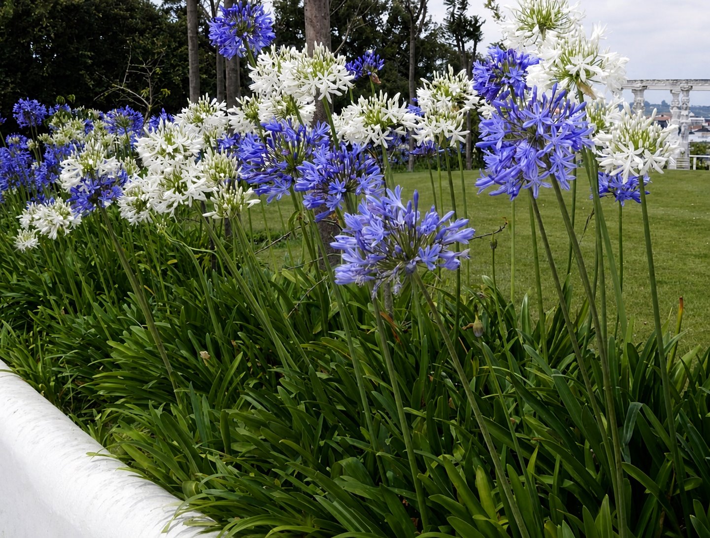Canteiro ornamental com flores brancas e roxas em área verde