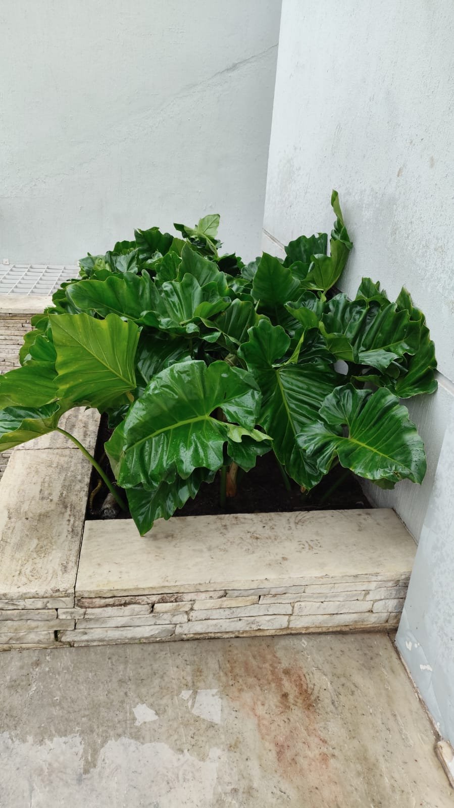 Canteiro com folhagem tropical em recuo lateral de residência